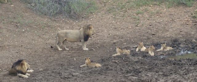 lion abd cubs