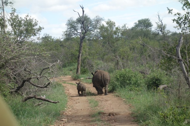 rhino walk